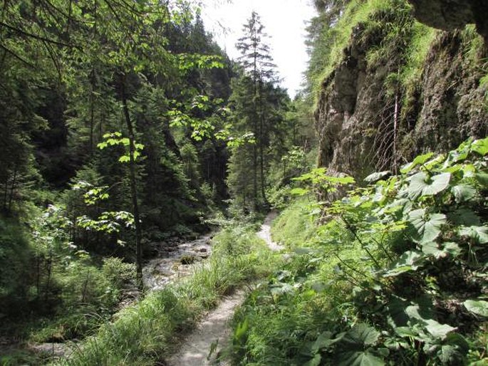 Slovensko, Západní Tatry, Juráňova dolina - národní přírodní rezervace