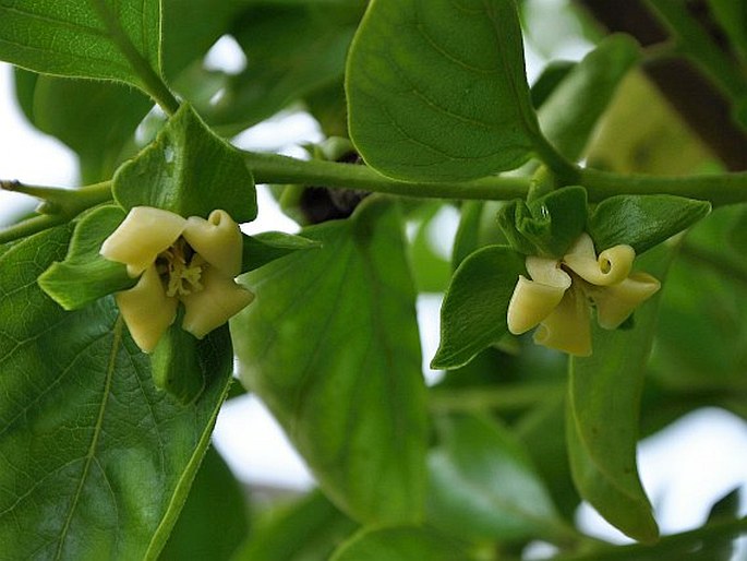 Diospyros kaki