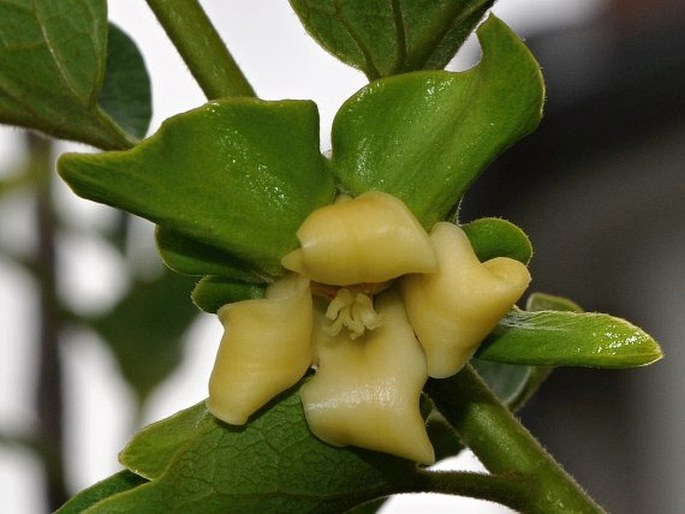 Diospyros kaki