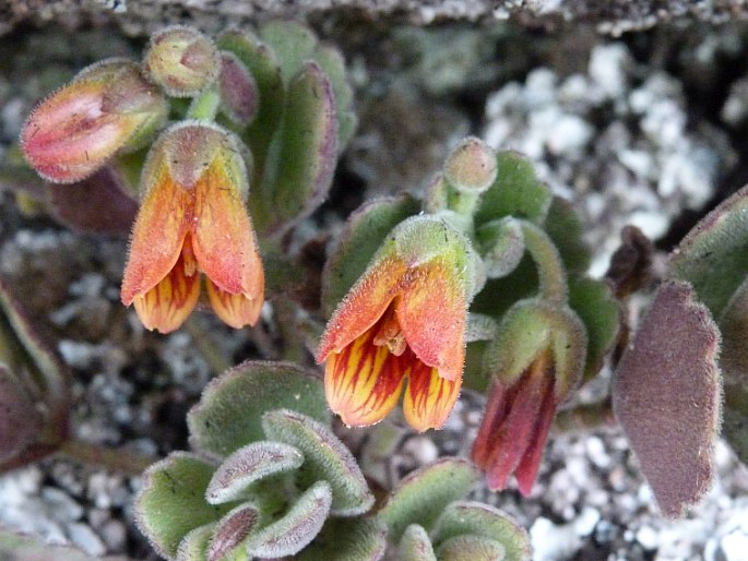 Kalanchoe bergeri