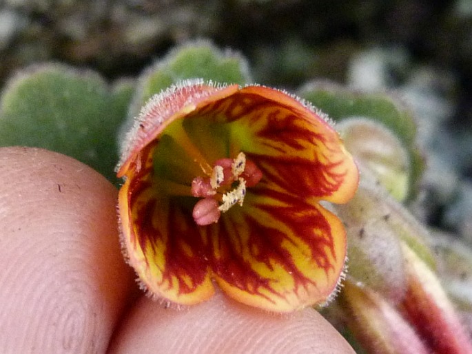 Kalanchoe bergeri