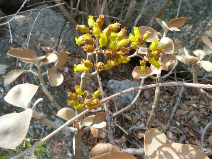 Kalanchoe orgyalis