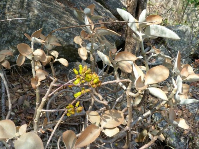 Kalanchoe orgyalis