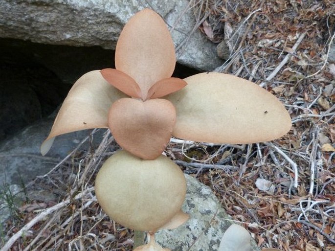 Kalanchoe orgyalis