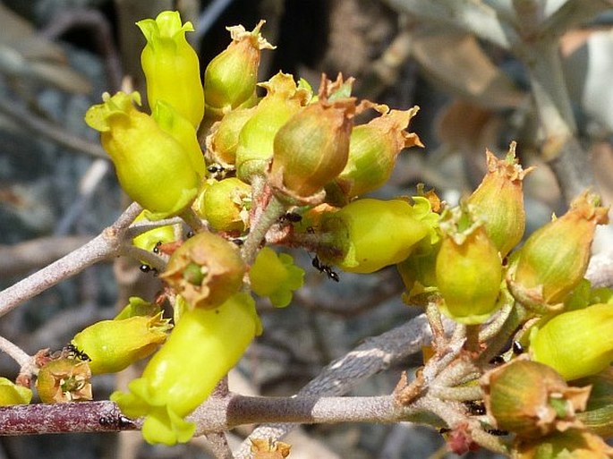 Kalanchoe orgyalis