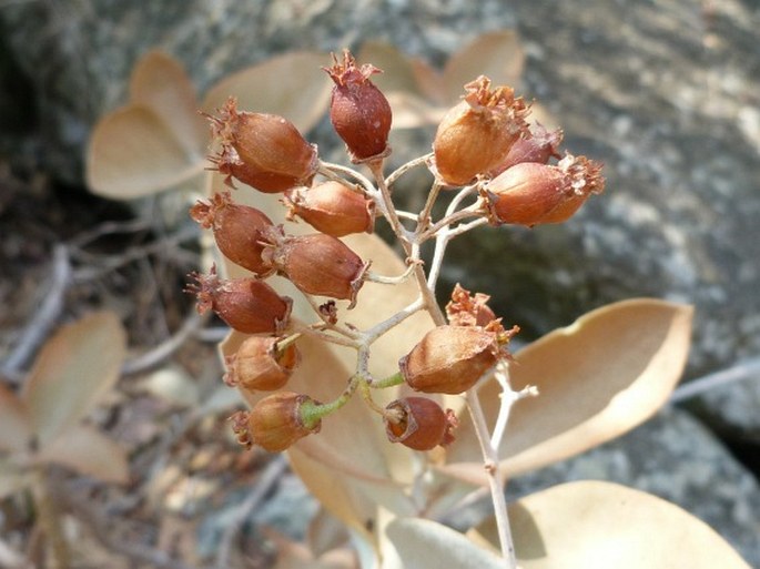 Kalanchoe orgyalis