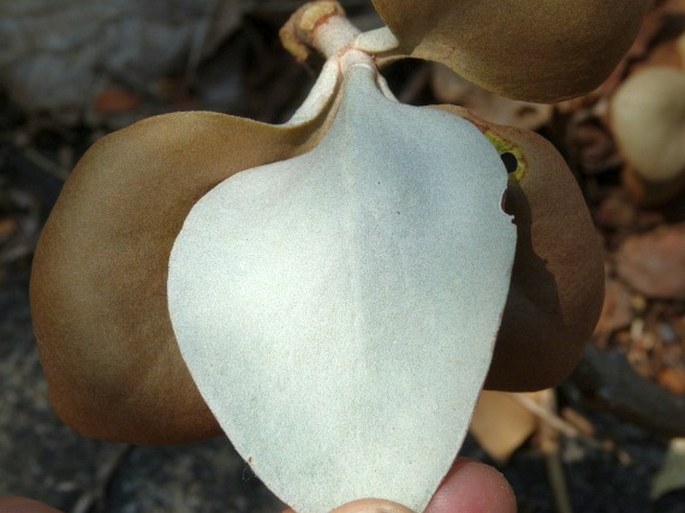 Kalanchoe orgyalis