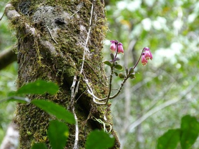 Kalanchoe porphyrocalyx