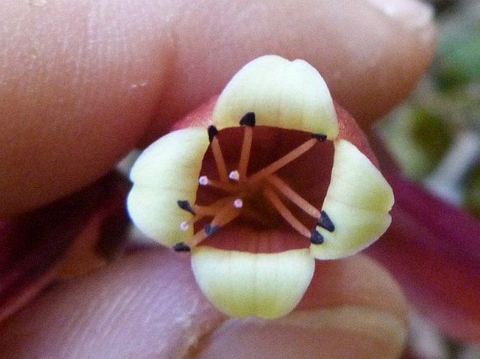 Kalanchoe porphyrocalyx