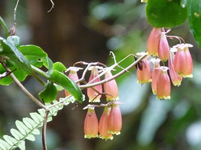 Kalanchoe porphyrocalyx