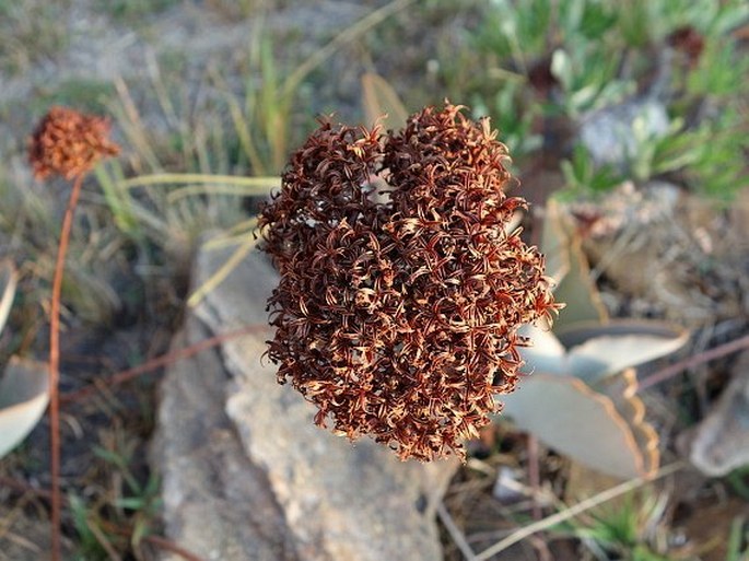 Kalanchoe synsepala