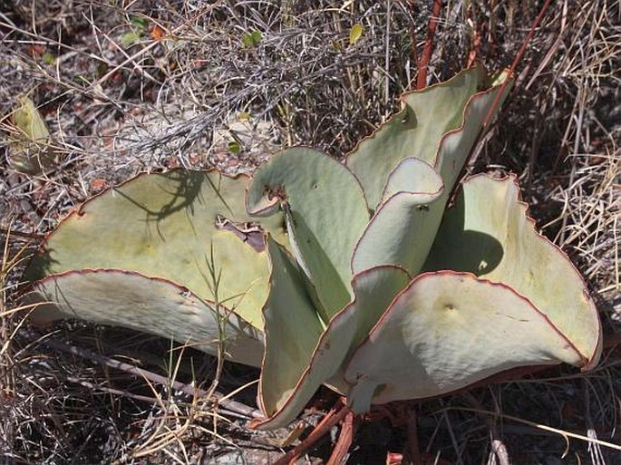 Kalanchoe synsepala