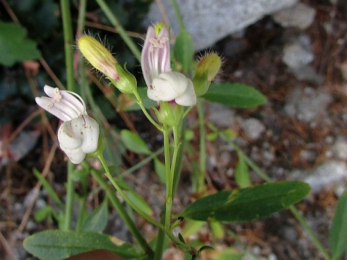 KECKIELLA BREVIFLORA (Lindl.) Straw