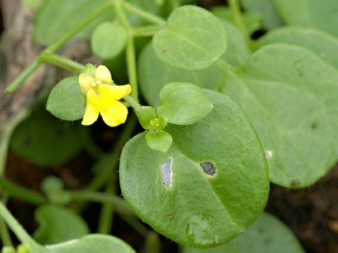 KICKXIA ELEGANS (G. Forster) Sutton - úporek / oštepovka