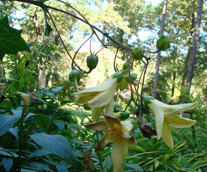 Kirengeshoma palmata