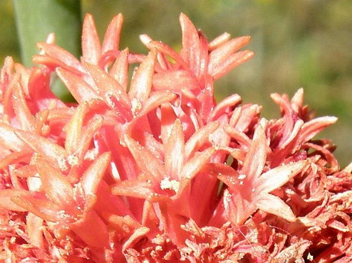 Kleinia abyssinica