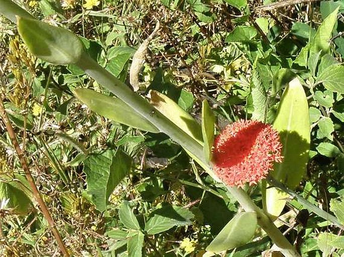 Kleinia abyssinica