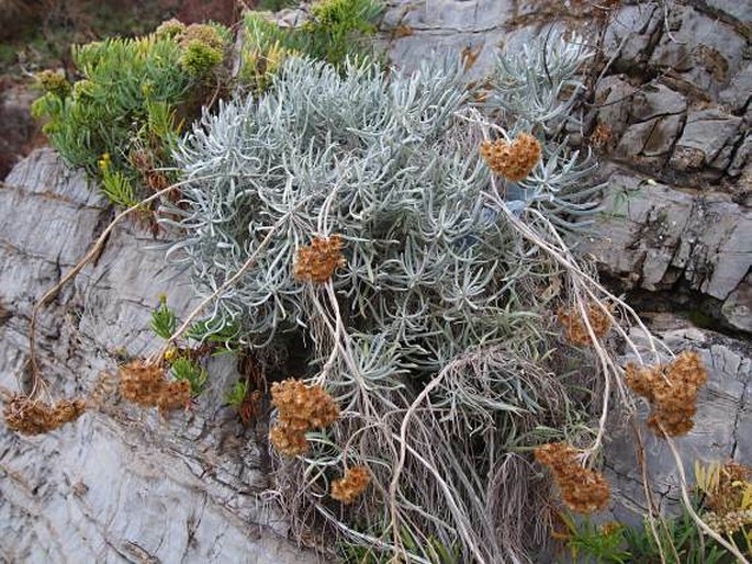 Helichrysum panormitanum