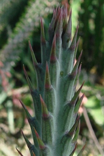 Kleinia stapeliiformis