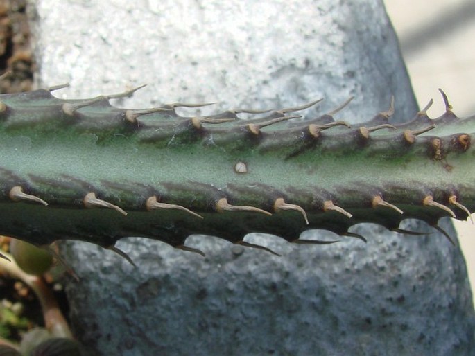 Kleinia stapeliiformis