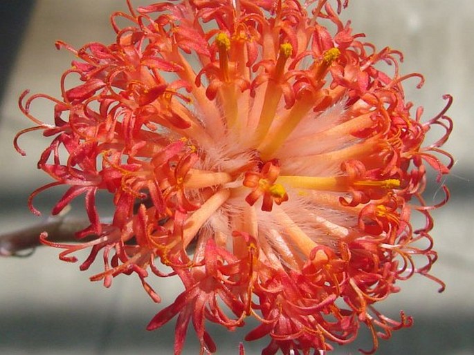 Kleinia stapeliiformis