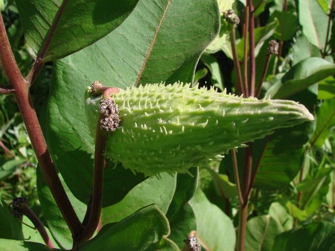 Asclepias syriaca