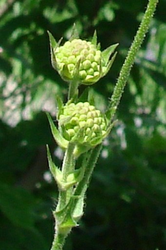 Knautia tatarica