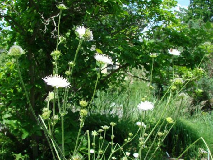 KNAUTIA TATARICA (L.) Szabó - chrastavec