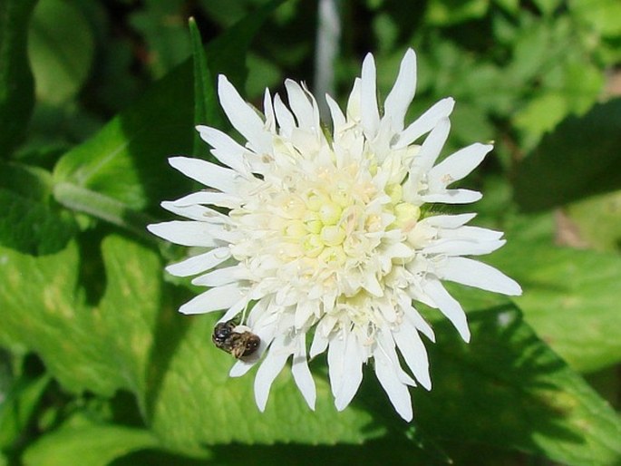 Knautia tatarica