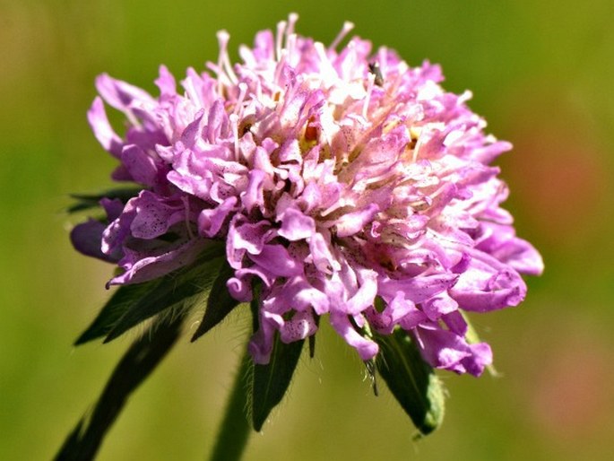 KNAUTIA LONGIFOLIA (Waldst. et Kit.) W. D. J. Koch - chrastavec