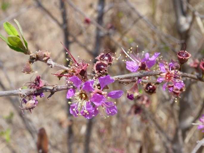 KOEHNERIA MADAGASCARIENSIS (Baker) S. A. Graham, Tobe et Baas