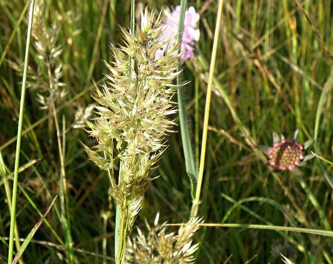 KOELERIA CAPENSIS (Steud.) Nees - smělek / ometlina