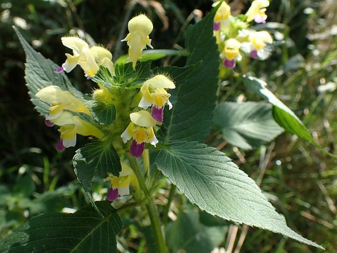 Galeopsis speciosa