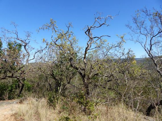 Combretum molle