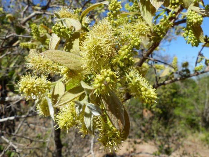 Combretum molle