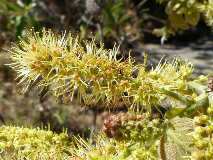 Combretum molle