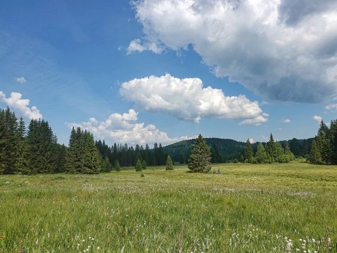 Šumavské pláně, Kotlina Valné – 1. zóna Národního parku Šumava