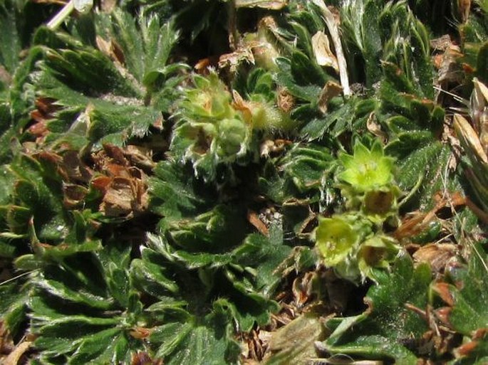 Lachemilla orbiculata