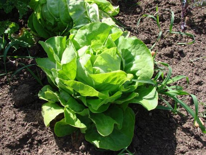 LACTUCA SATIVA L. – locika salátová / šalát záhradný