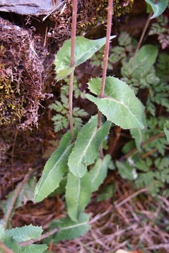 Lactuca virosa