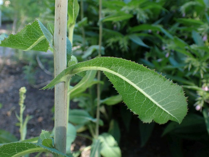 Lactuca virosa