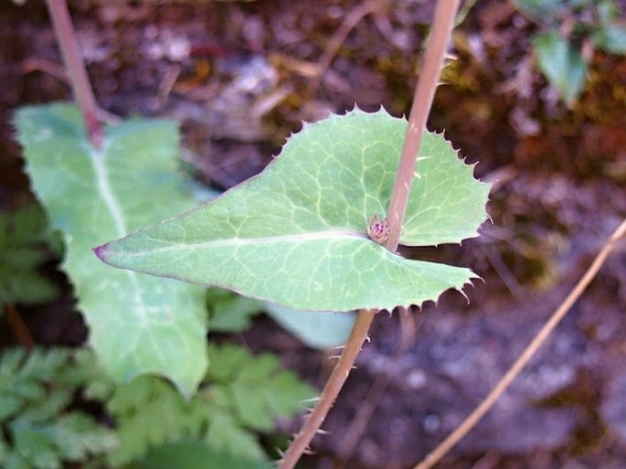 Lactuca virosa