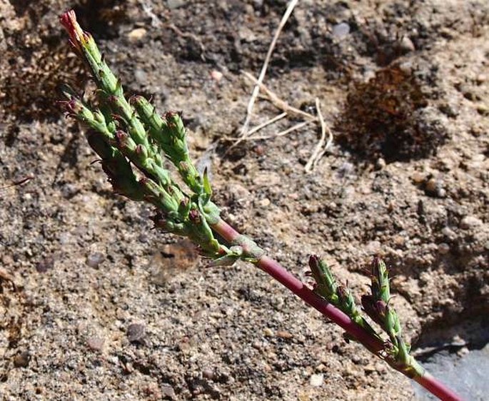 Lactuca virosa