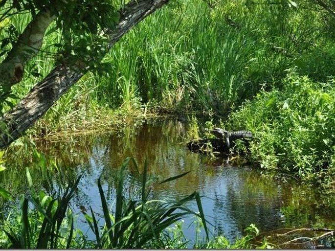 Jean Lafitte National Historical Park and Preserve