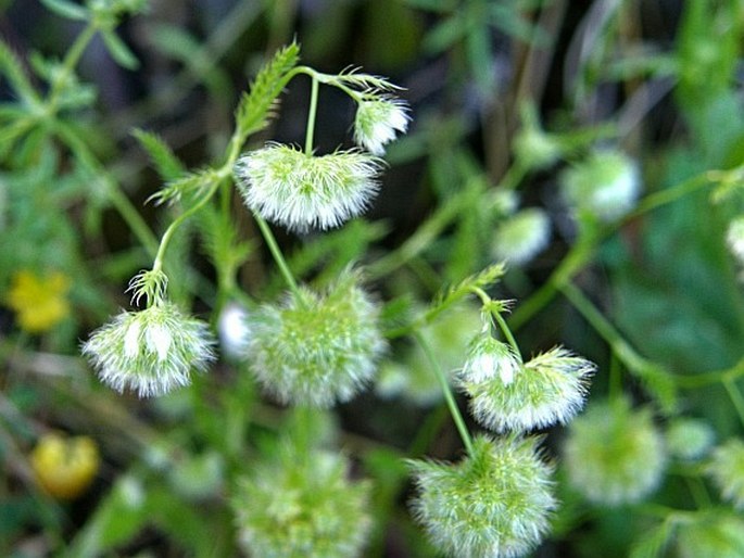 Lagoecia cuminoides