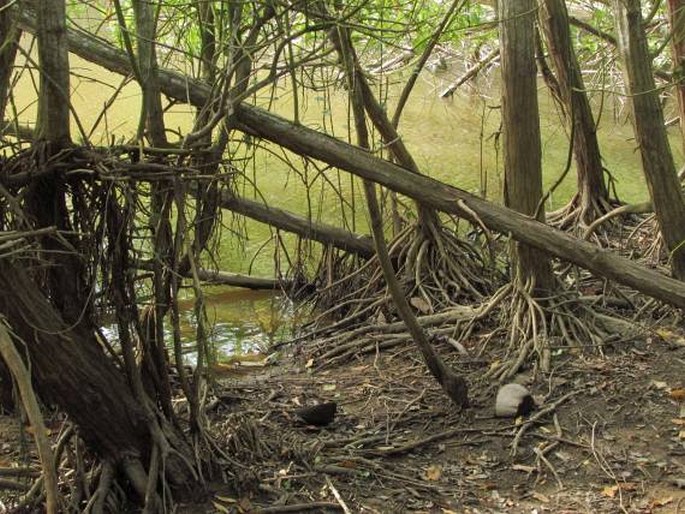 Laguncularia racemosa