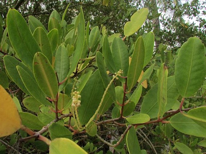 LAGUNCULARIA RACEMOSA (L.) C. F. Gaertn.