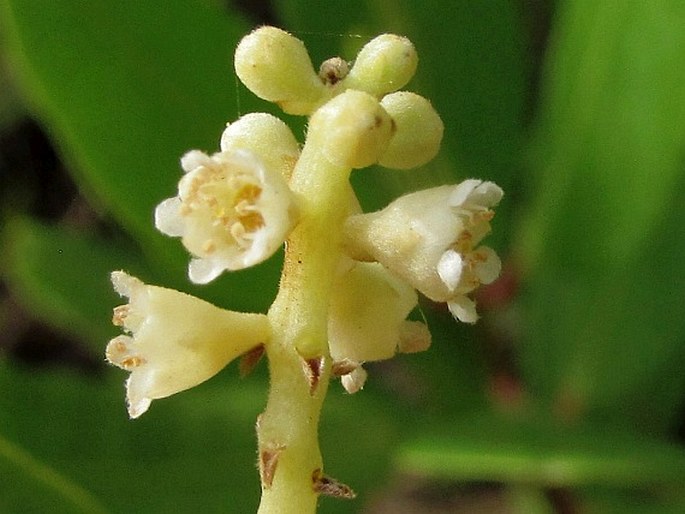 Laguncularia racemosa