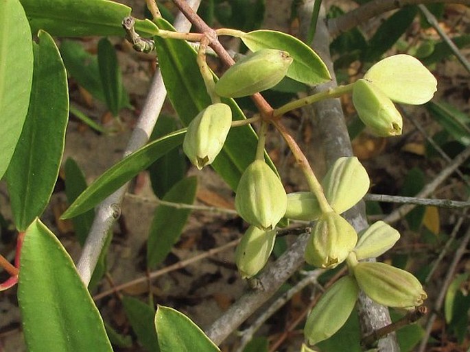 Laguncularia racemosa