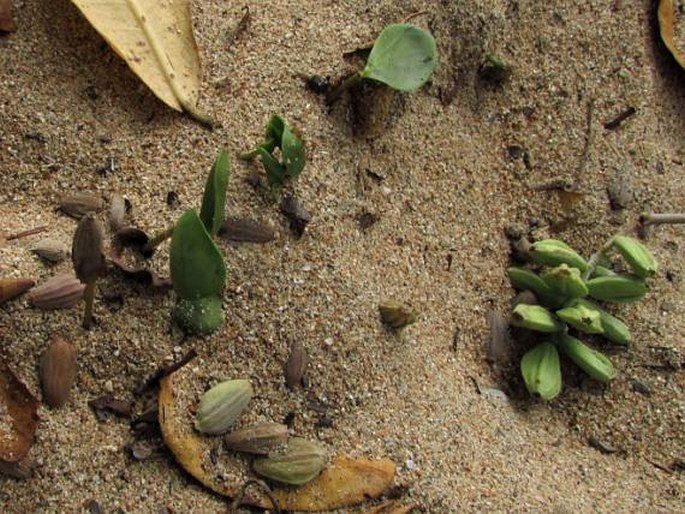 Laguncularia racemosa